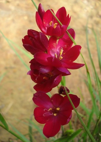 Geissorhiza erosa bright moment
